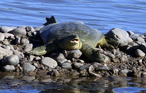 Euphrates softshell turtle